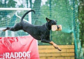 Dobrman - štěňata s FCI PP - 7