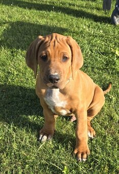 Rhodesian ridgeback s PP- Maisha Mazuri - 7