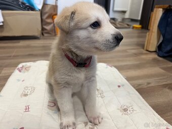 Štěňátka z mixu BOxLabrador s NOxHusky - 7