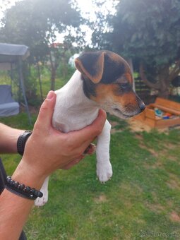 Jack Russell teriér štěňata - 7