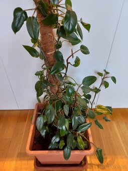 Popínavá pokojová rostlina - 7