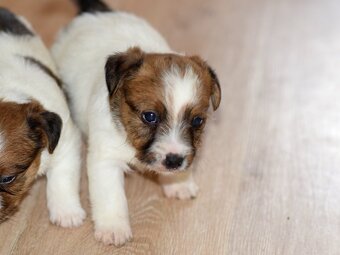 Jack Russel teriér s PP - Vagabond - 7