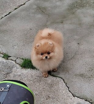 Pomeranian s PP FCI - 7