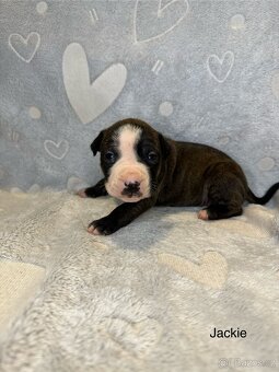 Americký pitbulteriér APBT s pp - 7
