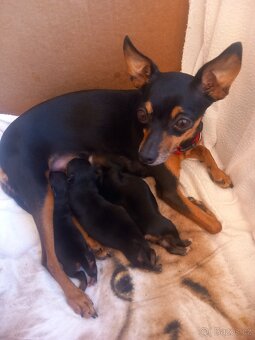 Pražský krysařík - 7