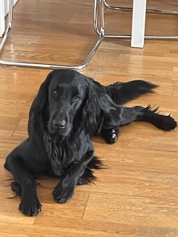 Flat Coated Retriever - štěňata bez PP - 7