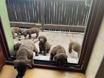 Chesapeake bay retriver (jako hnědý labrador, retrívr) s PP - 7