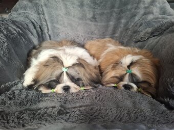 Shih tzu s PP / shi-tzu / shih ... - 7