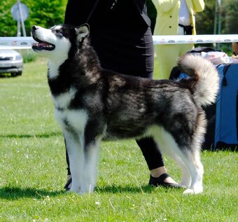 Štěňátka s PP - Aljašský malamut - 7