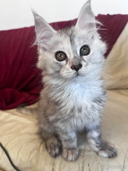 kotatko maine coon s PP/Frost - 7