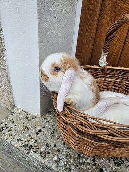 Zakrslý králík - 7