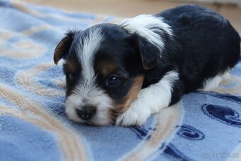 Nabízím k rezervaci štěňata biewerů - 7