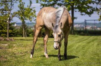 QH roční valášek - 7