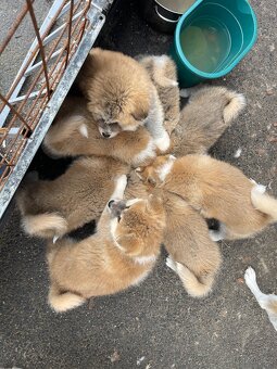 Akita inu štěnata - 7