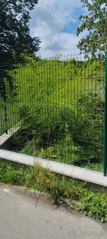 Obří mrazuvzdorný bambus phyllostachys, Vsetín - 7