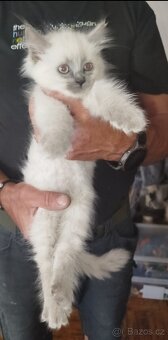 Ragdoll koťátka bez PP - 7
