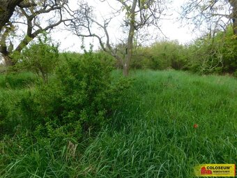 Znojmo, zahrada 609 m2, elektřina, voda, ovocné stromy - zah - 7