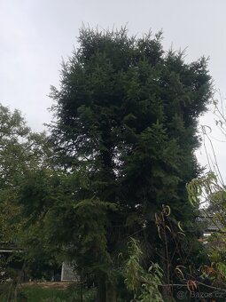 Prodám chvojí z jedle bělokoré - 7