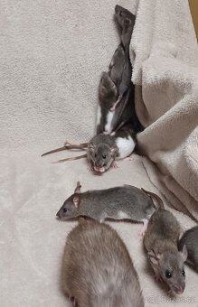 mláďata potkana Dumbo - 7