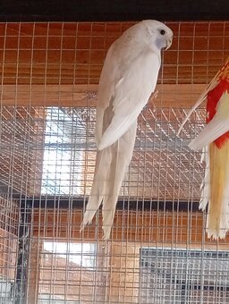 Penant zlatý pastel, agapornis, rozela rubino - 7