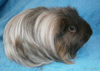 Sheltie morče - 7