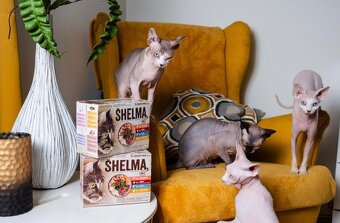 Sphynx - 7