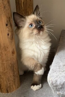 ❤️❤️Nádherná koťátka Ragdoll s PP - 7