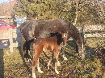 5letá ČT klisna na prodej - 7