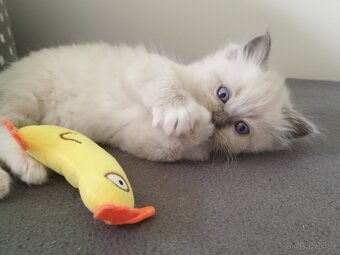 Ragdoll koťátka - 7