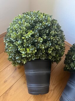 Umělé buxusy - 7