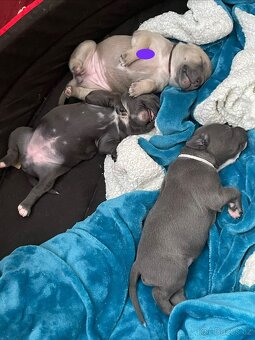 Americký stafordšírský teriér - 7