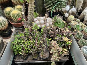 Prodám kaktusy - sbírka - 7
