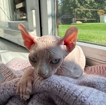 Koťata Sphynx-Elf-Strike - 7