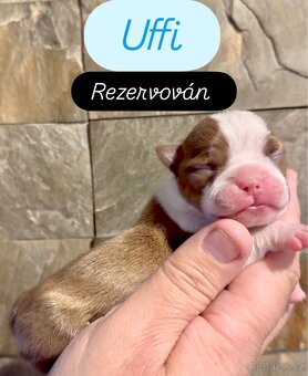 Bostonský teriér s PP - 7