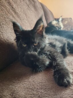 Mainská mývalí bez PP - 7