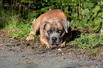Cane Corso štěňátka s FCI PP - 7