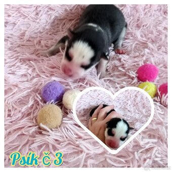 Sibírsky husky hasky - 7