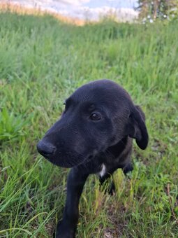 Stěně Labrador - 7