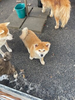 Štenátka Akita inu - 7