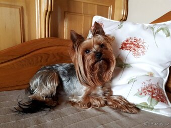 Jorkšírský teriér připuštění, krytí - 7