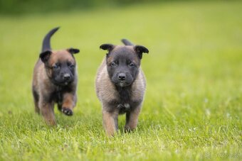 Belgický ovčiak Malinois šteniatko s pp rodokmeňom - 7