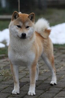 Shiba Inu s PP FCI - 7