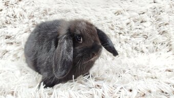 Zakrslý beránek, králíček, králík - BRUNO - 7