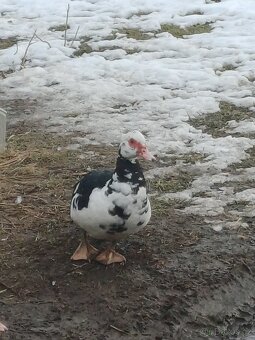 Kachna pižmová - 7