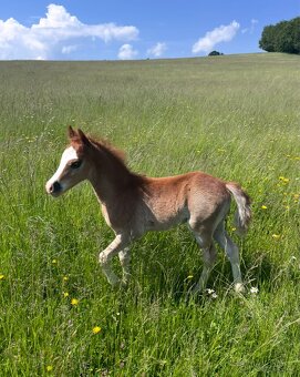 Welsh Pony B - 7