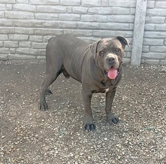 Cane Corso šteniatka - 7