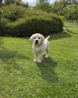 Štěňátka labradora s PP - 7