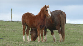Welsh mountain pony, sekce A - 7