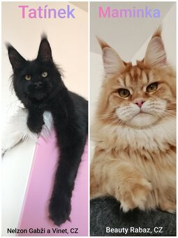 Mainská mývalí koťátka s PP - 7