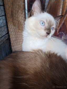 Ragdoll - 7